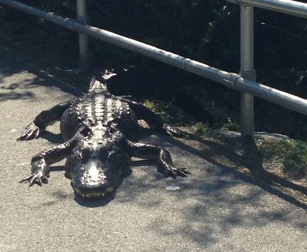 Alligator in the bike path