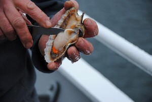 cleaning scallops