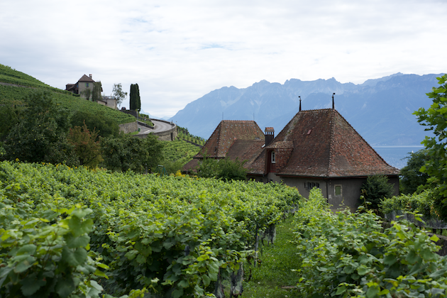Why your next wine and bike tour should be in the Lavaux Vineyards in Switzerland